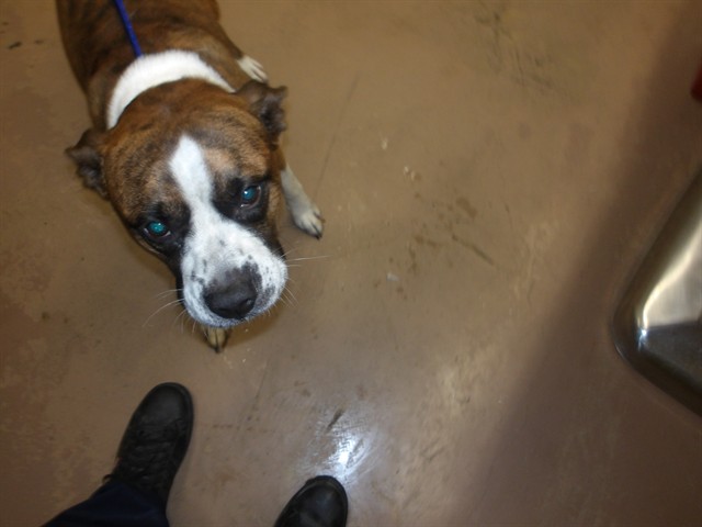 Boxer at Chicago Animal Care and Control