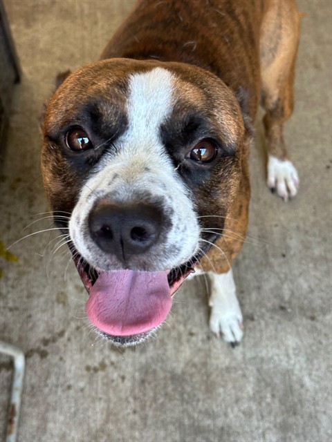 Jervis, adoptable Boxer at Chicago Animal Care and Control