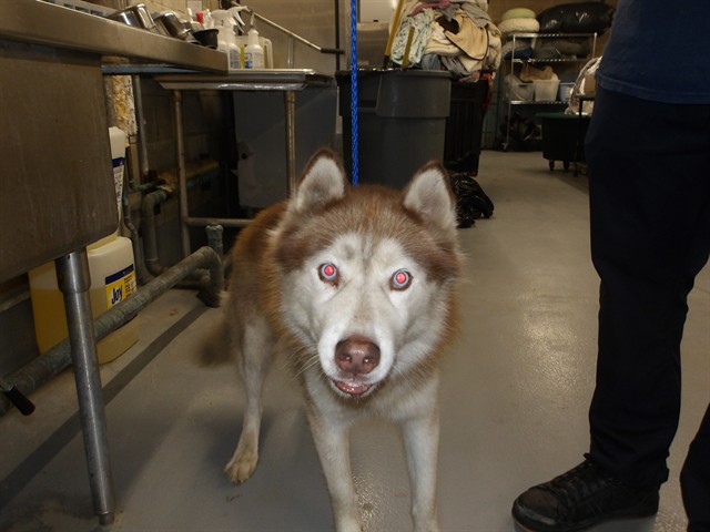 Alaskan Malamute at Chicago Animal Care and Control