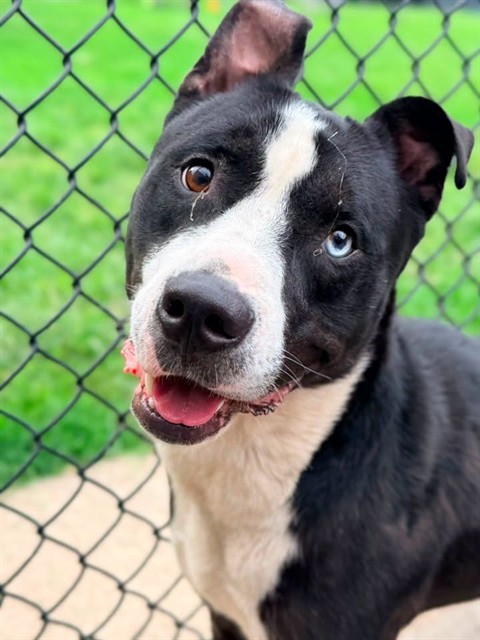 Bulgur at Chicago Animal Care and Control