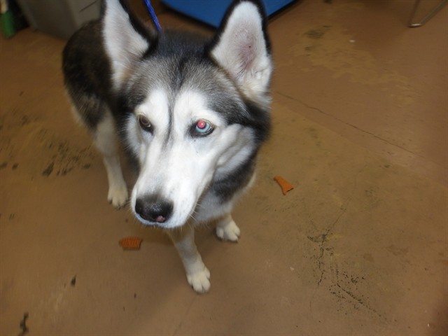 Dog A319028 at Chicago Animal Care and Control