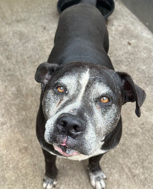 Robinson, adoptable American Pit Bull Terrier at Chicago Animal Care and Control