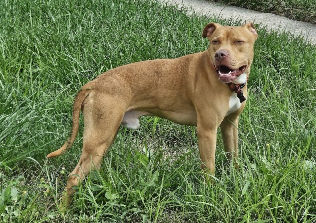 American Pit Bull Terrier at Chicago Animal Care and Control