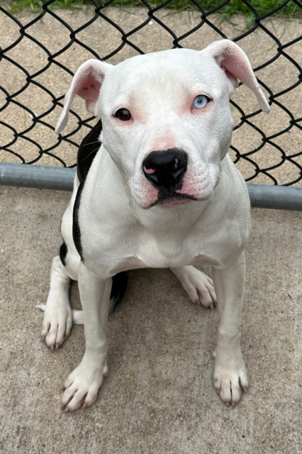 Piccola, adoptable American Pit Bull Terrier at Chicago Animal Care and Control