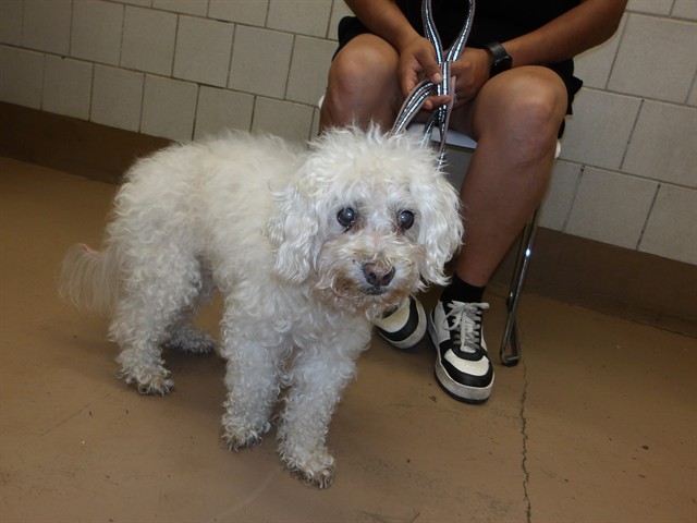 Poodle at Chicago Animal Care and Control
