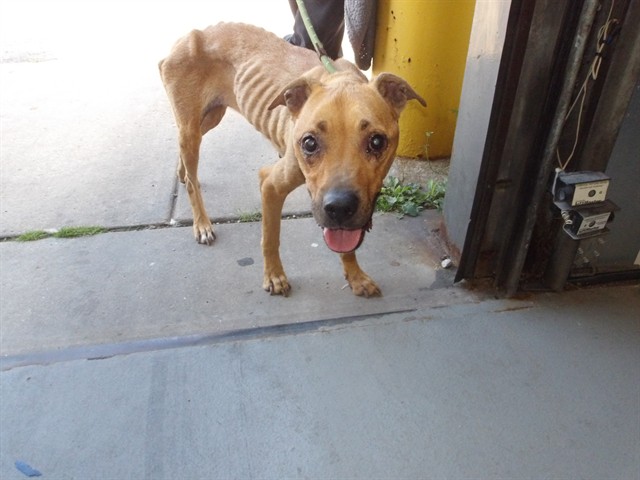 American Pit Bull Terrier at Chicago Animal Care and Control