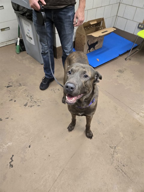 American Pit Bull Terrier / Bull Terrier / German Shepherd Dog at Chicago Animal Care and Control