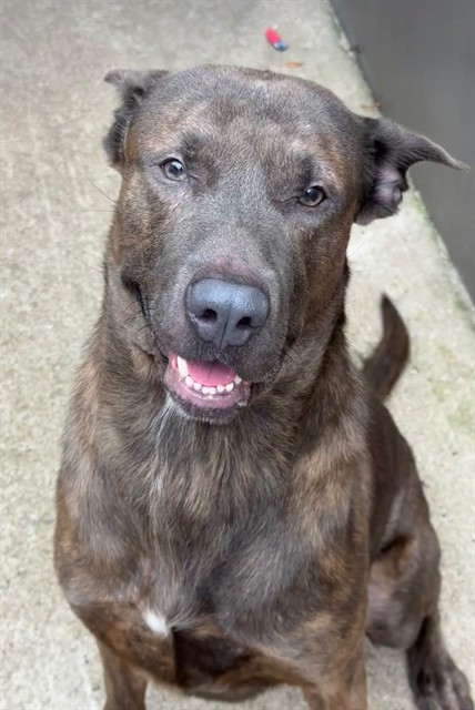Tortoise, adoptable American Pit Bull Terrier / Bull Terrier / German Shepherd Dog at Chicago Animal Care and Control