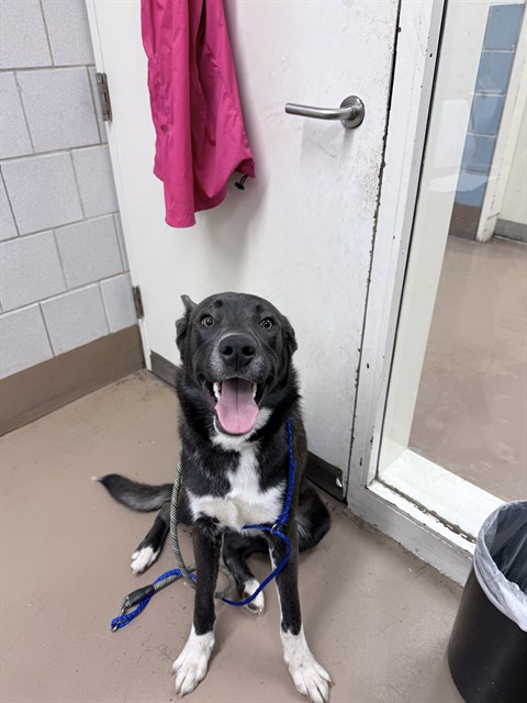 German Shepherd Dog at Chicago Animal Care and Control
