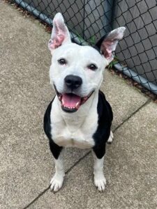 Watkins, adoptable American Pit Bull Terrier at Chicago Animal Care and Control