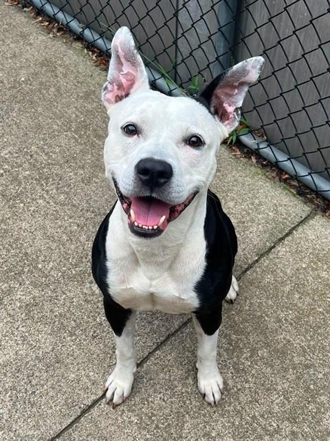 Watkins at Chicago Animal Care and Control