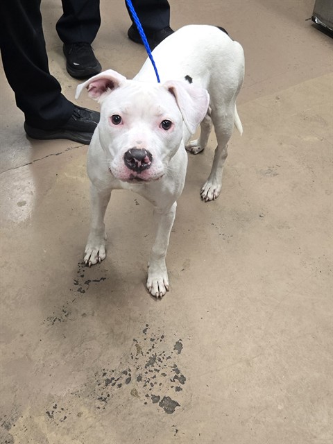 American Pit Bull Terrier at Chicago Animal Care and Control