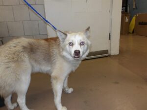 Canelita, adoptable Pomeranian at Chicago Animal Care and Control