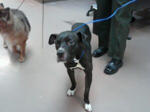 Mylah, adoptable American Pit Bull Terrier at Chicago Animal Care and Control
