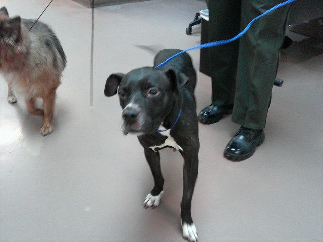 American Pit Bull Terrier at Chicago Animal Care and Control