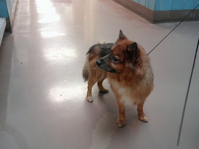 Border Collie / Pomeranian at Chicago Animal Care and Control