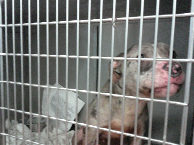 American Pit Bull Terrier at Chicago Animal Care and Control