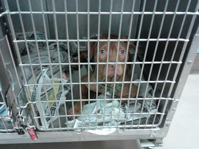 American Pit Bull Terrier at Chicago Animal Care and Control