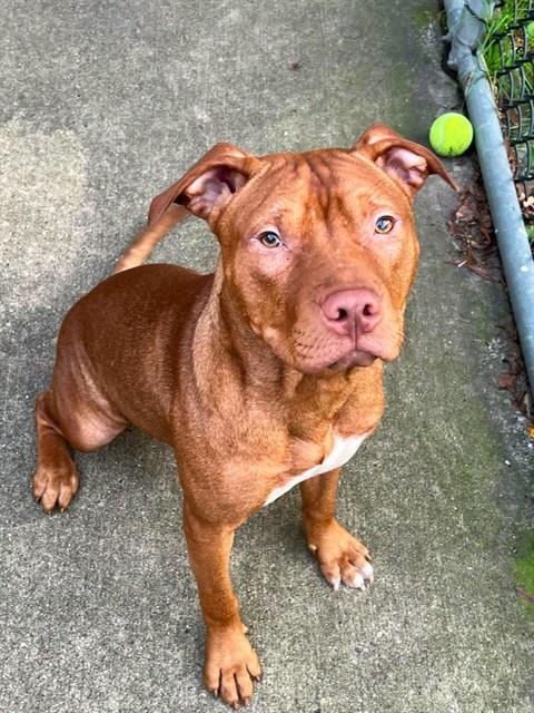 Boden, adoptable American Pit Bull Terrier at Chicago Animal Care and Control