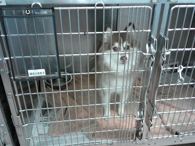 Pomeranian at Chicago Animal Care and Control