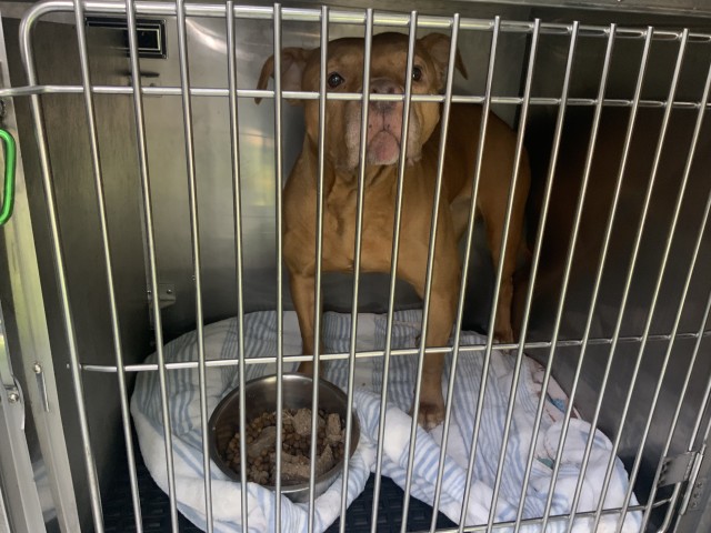 American Pit Bull Terrier at Chicago Animal Care and Control