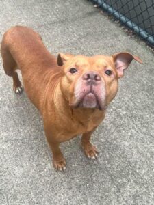 Yam, adoptable American Pit Bull Terrier at Chicago Animal Care and Control