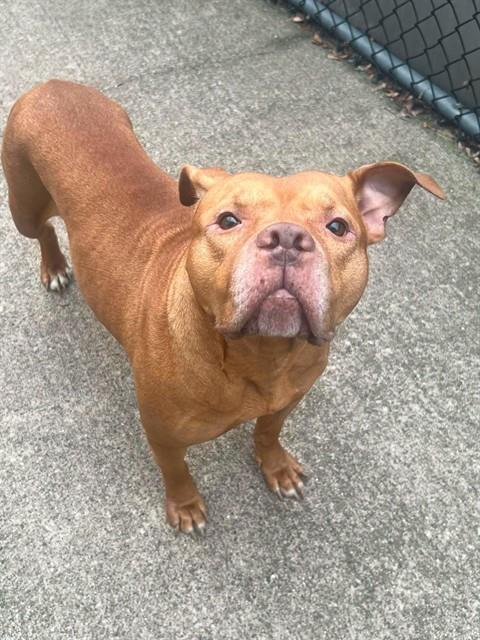 Yam, adoptable American Pit Bull Terrier at Chicago Animal Care and Control