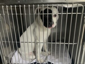 Brutus, adoptable American Pit Bull Terrier at Chicago Animal Care and Control