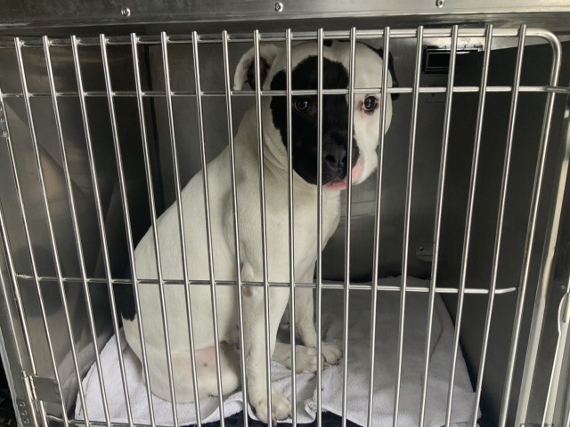 Brutus at Chicago Animal Care and Control