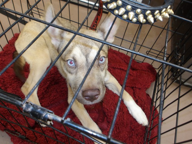 Dog A319126 at Chicago Animal Care and Control