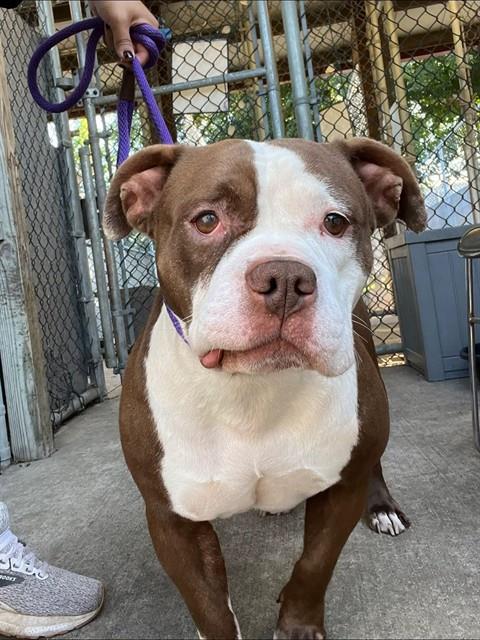 Estrella, adoptable American Bulldog / Bulldog at Chicago Animal Care and Control