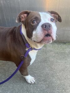 Estrella, adoptable American Bulldog / Bulldog at Chicago Animal Care and Control