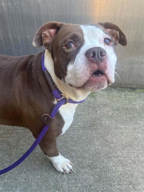 Estrella at Chicago Animal Care and Control