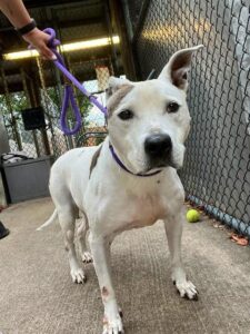 Olga, adoptable American Pit Bull Terrier at Chicago Animal Care and Control