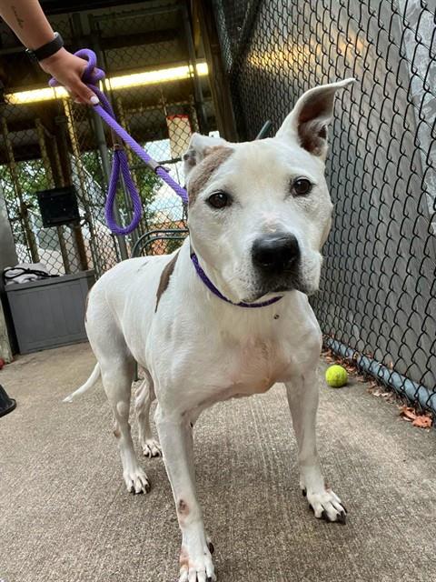 Olga at Chicago Animal Care and Control