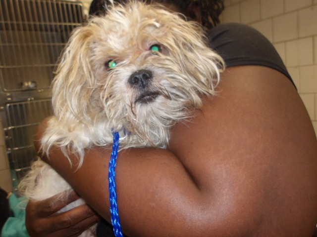 Shih Tzu at Chicago Animal Care and Control