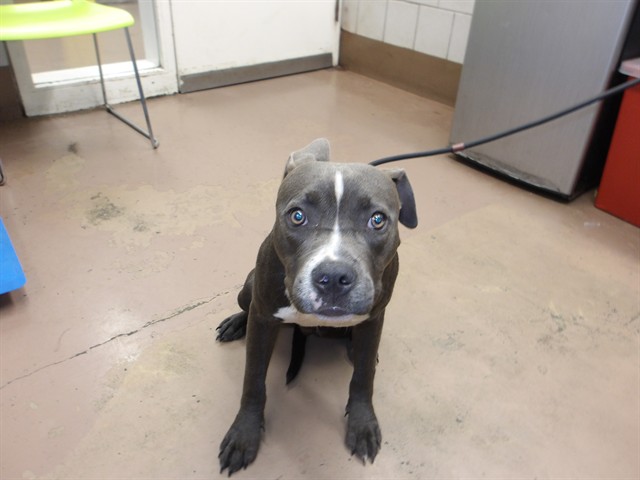 American Pit Bull Terrier at Chicago Animal Care and Control