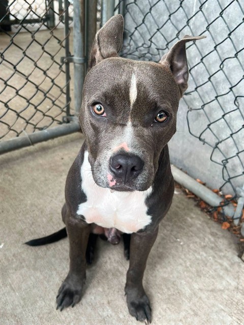 Slate, adoptable American Pit Bull Terrier at Chicago Animal Care and Control