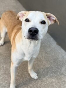 Siro, adoptable Labrador Retriever at Chicago Animal Care and Control
