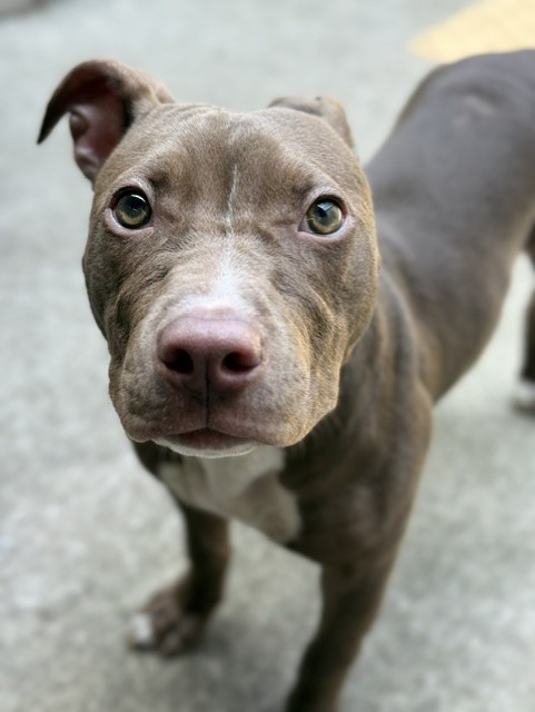 Abby Cadabby, adoptable American Pit Bull Terrier at Chicago Animal Care and Control