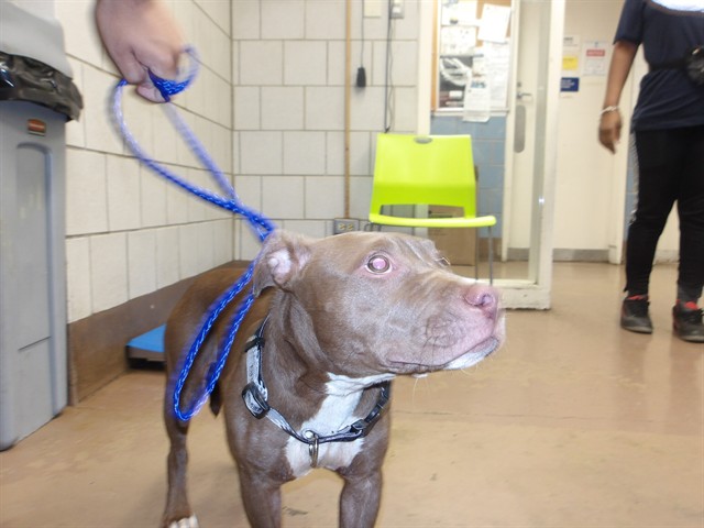 American Pit Bull Terrier at Chicago Animal Care and Control
