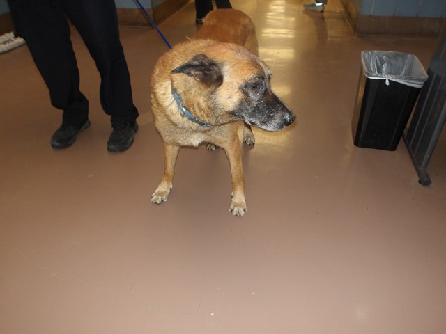 German Shepherd Dog at Chicago Animal Care and Control