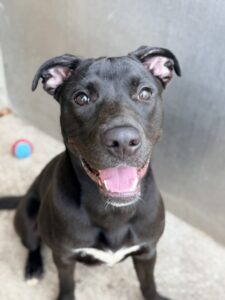 Lalaria, adoptable American Pit Bull Terrier at Chicago Animal Care and Control