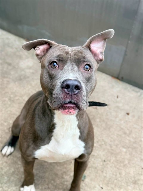 Sergeant, adoptable American Pit Bull Terrier at Chicago Animal Care and Control