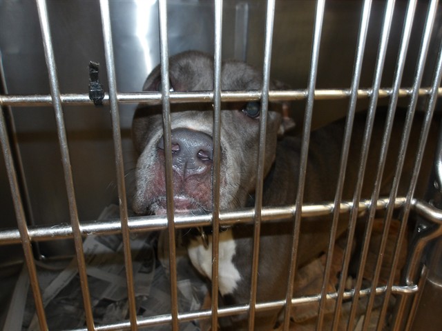 American Pit Bull Terrier at Chicago Animal Care and Control