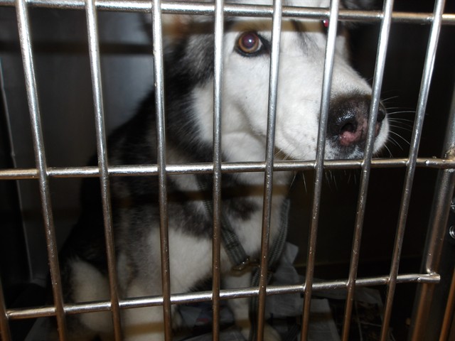 Dog A319172 at Chicago Animal Care and Control