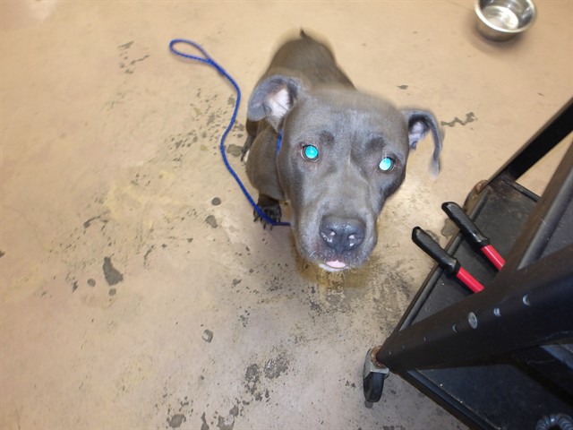 American Pit Bull Terrier at Chicago Animal Care and Control