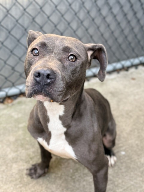 Prairie Dawn, adoptable American Pit Bull Terrier at Chicago Animal Care and Control