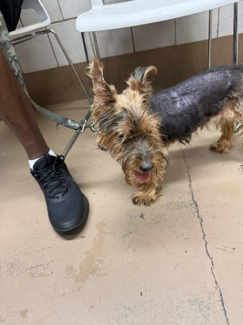 Yorkshire Terrier at Chicago Animal Care and Control