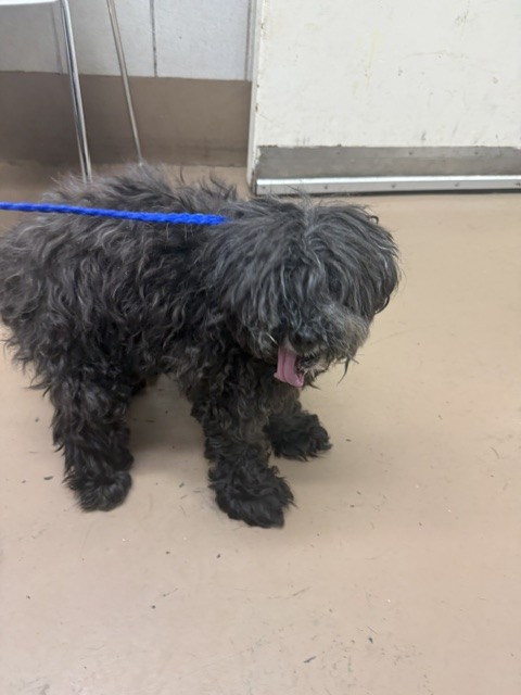 Dog A319199 at Chicago Animal Care and Control